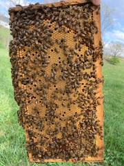 Live Caucasian Honey Bee Queen 50% * Mated, Marked & Laying * Ships 7-6-2026