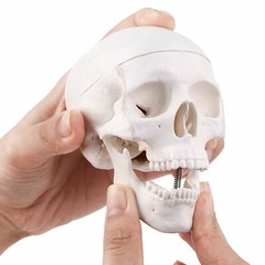 Mini Skull Model Small Size Human Medical Anatomical Head Bone for Education