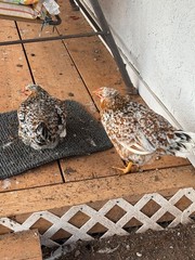 12+ ALOHA CHICKEN HATCHING EGGS