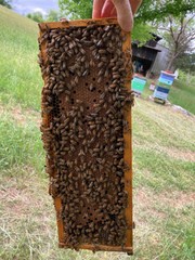 Live Caucasian Honey Bee Queen 50% * Mated, Marked & Laying * Ships 7-6-2026