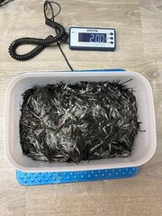 2 Pounds Shredded Chopped Raw Carbon Fiber Forged Yarn Filament 1″ – 2″ Threads