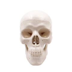 Mini Skull Model Small Size Human Medical Anatomical Head Bone for Education