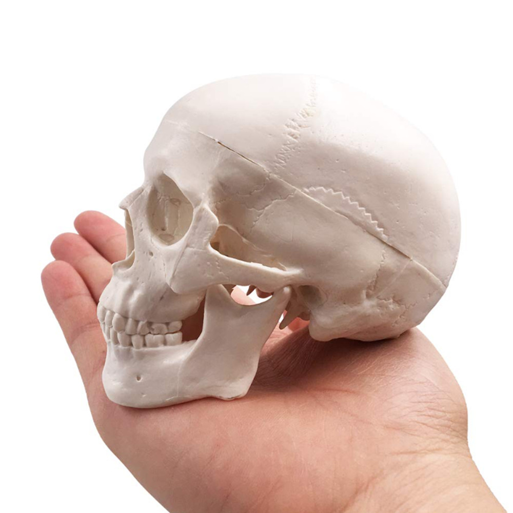 Mini Skull Model Small Size Human Medical Anatomical Head Bone for Education