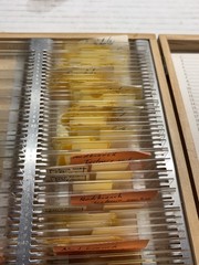 Vntg Prepared Microscope Slides & Clay Adams-Case w/ Invertebrate Embryos 90+