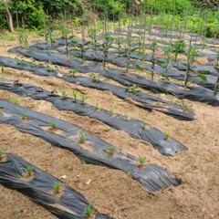 Farm Plastic Supply – 10 Mil Black Crawl Space Vapor Barrier