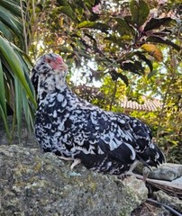 6 Blue and Black Mottled Ameraucana Hatching Eggs – Half Dozen Shipped in Foam!