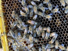 Live Caucasian Honey Bee Queen 50% * Mated, Marked & Laying * Ships 7-6-2026