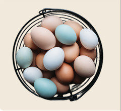 10+ FERTILE ALOHA LAYER CHICKEN HATCHING EGGS READY QUICK USPS PRIORITY SHIP NOW