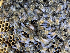 Live Caucasian Honey Bee Queen 50% * Mated, Marked & Laying * Ships 7-6-2026