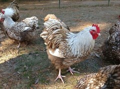 6 Chocolate Silver Laced Orpington Hatching Eggs Large Fowl
