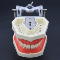 Dental Typodont Preparation Restoration Model 28 Removable Teeth Kilgore NISSIN