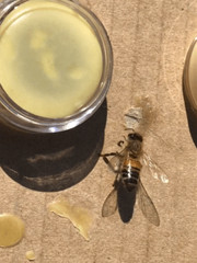 6 pack honeybee lure vials SWARM PRO LURE Bee Swarm Pro Lure #1 In USA