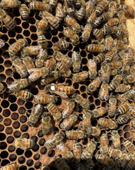 Live Caucasian Honey Bee Queen 50% * Mated, Marked & Laying * Ships 7-6-2026