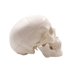 Mini Skull Model Small Size Human Medical Anatomical Head Bone for Education