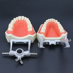 Dental Typodont Preparation Restoration Model 28 Removable Teeth Kilgore NISSIN
