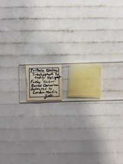 Vntg Prepared Microscope Slides & Clay Adams-Case w/ Invertebrate Embryos 90+