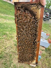 Live Caucasian Honey Bee Queen 50% * Mated, Marked & Laying * Ships 7-6-2026