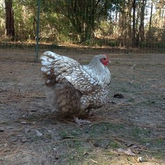 6 Chocolate Silver Laced Orpington Hatching Eggs Large Fowl