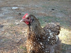 6 Chocolate Silver Laced Orpington Hatching Eggs Large Fowl