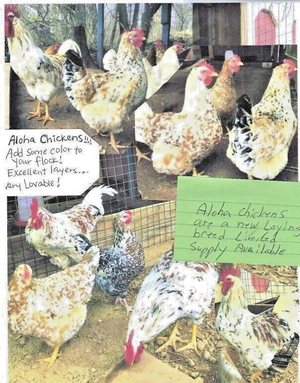 10+ FERTILE ALOHA LAYER CHICKEN HATCHING EGGS READY QUICK USPS PRIORITY SHIP NOW