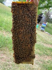 Live Caucasian Honey Bee Queen 50% * Mated, Marked & Laying * Ships 7-6-2026