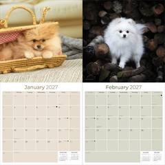 Pomeranian Dog Breed Calendar 2025 FULL SIZE 12×24 Made in USA