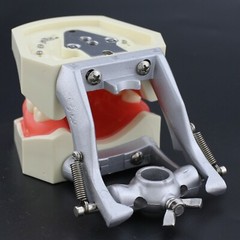 Dental Typodont Preparation Restoration Model 28 Removable Teeth Kilgore NISSIN