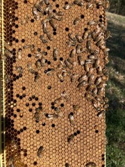 Live Caucasian Honey Bee Queen 50% * Mated, Marked & Laying * Ships 7-6-2026