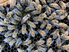 Live Caucasian Honey Bee Queen 50% * Mated, Marked & Laying * Ships 7-6-2026