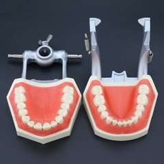 Dental Typodont Preparation Restoration Model 28 Removable Teeth Kilgore NISSIN