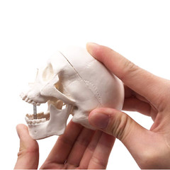 Mini Skull Model Small Size Human Medical Anatomical Head Bone for Education