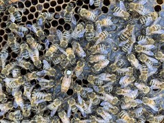Live Caucasian Honey Bee Queen 50% * Mated, Marked & Laying * Ships 7-6-2026