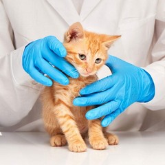 BASiC Medical Blue Nitrile Exam Gloves – Latex-Free & Powder-Free – LARGE