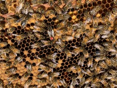 Live Caucasian Honey Bee Queen 50% * Mated, Marked & Laying * Ships 7-6-2026