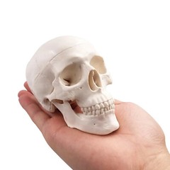 Mini Skull Model Small Size Human Medical Anatomical Head Bone for Education