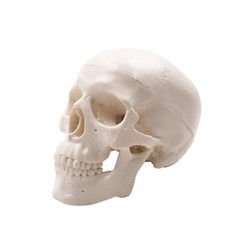 Mini Skull Model Small Size Human Medical Anatomical Head Bone for Education