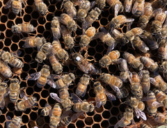 Live Caucasian Honey Bee Queen 50% * Mated, Marked & Laying * Ships 7-6-2026