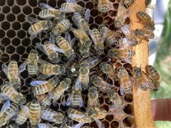 Live Caucasian Honey Bee Queen 50% * Mated, Marked & Laying * Ships 7-6-2026