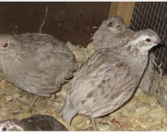 15+ Bobwhite mutation mix Hens Choice Eggs