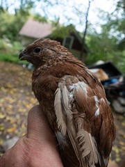 15+ Bobwhite mutation mix Hens Choice Eggs