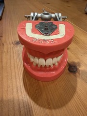 Kilgore Dental Typodont for Board Exam Practice with missing #13. Good for CDCA