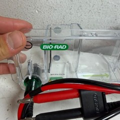 Bio-Rad Mini-Sub Cell GT Compact Horizontal Agarose Gel Electrophoresis System