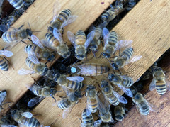 Live Caucasian Honey Bee Queen 50% * Mated, Marked & Laying * Ships 7-6-2026