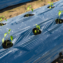 Farm Plastic Supply West Coast – Poly Cover Black Polyethylene Plastic Sheeting