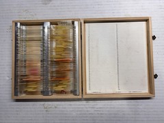 Vntg Prepared Microscope Slides & Clay Adams-Case w/ Invertebrate Embryos 90+