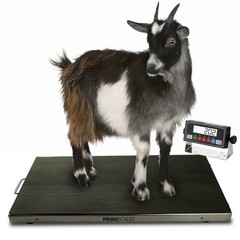 New PS-700AS 700×0.1lb 38″x20″ Vet Scale / Animal Scale / Small Livestock Scale