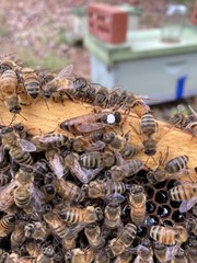 Live Caucasian Honey Bee Queen 50% * Mated, Marked & Laying * Ships 7-6-2026