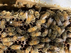 Live Caucasian Honey Bee Queen 50% * Mated, Marked & Laying * Ships 7-6-2026