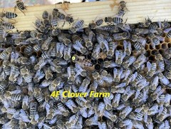 Live Caucasian Honey Bee Queen 50% * Mated, Marked & Laying * Ships 7-6-2026