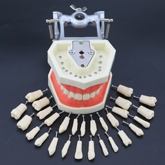 Dental Typodont Preparation Restoration Model 28 Removable Teeth Kilgore NISSIN